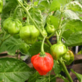 piment bouteille (vert)